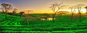 Assam Tour Packages From Guwahati