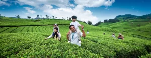 Darjeeling Family Tour