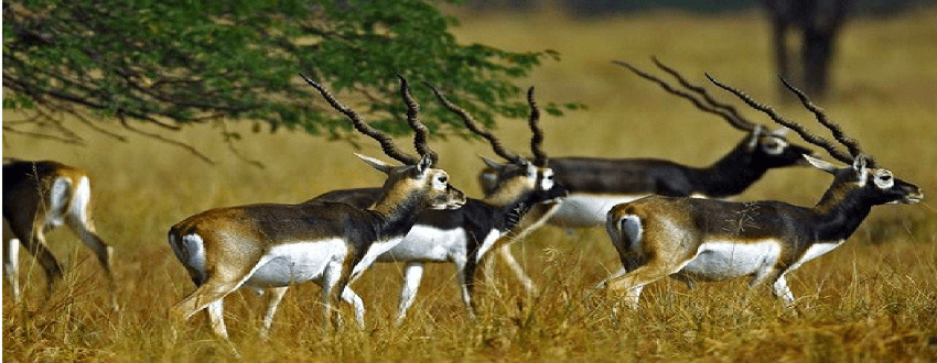 Gujarat Wildlife Tour