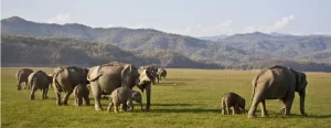 Jim Corbett Family Packages From Ahmedabad