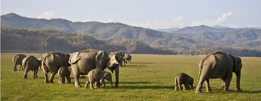 Jim Corbett Family Packages From Ahmedabad