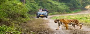 Jim Corbett Family Packages From Mumbai