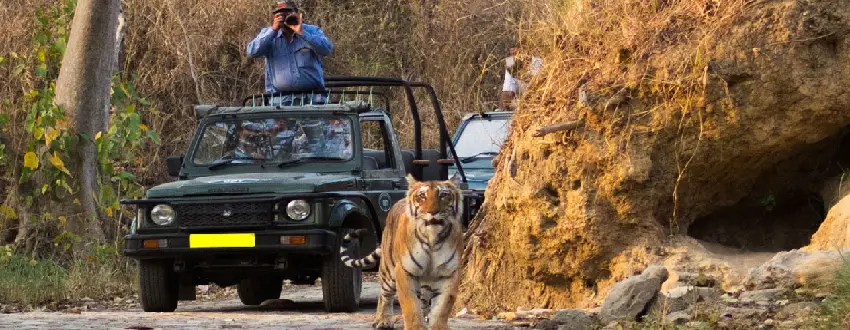 Jim Corbett Safari booking