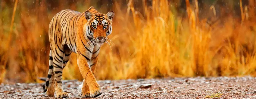 Jim Corbett Tour Package From Chennai