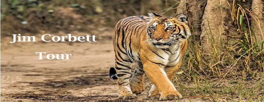 Jim Corbett Tour Package From Delhi