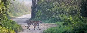 Jim Corbett Tour Package From Mumbai