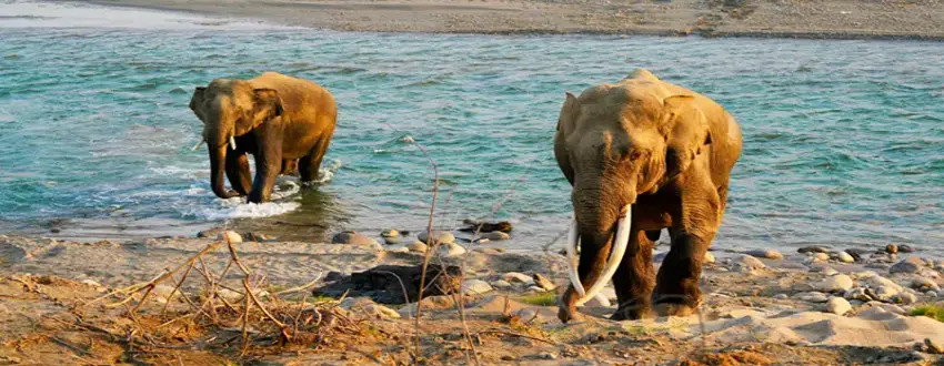 Jim Corbett Tour Package From jaipur