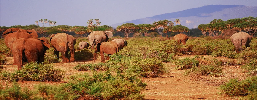 Kenya Tour Packages From Mumbai