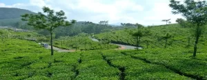 Munnar Holiday Tour