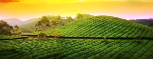 Munnar Tour Package From Delhi