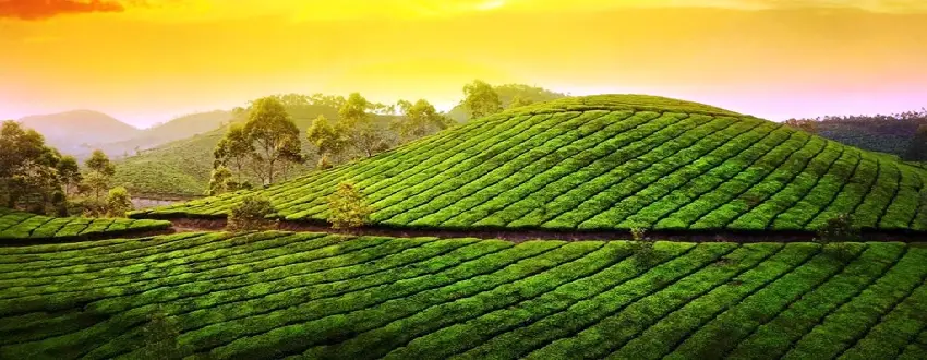 Munnar Tour Package From Delhi