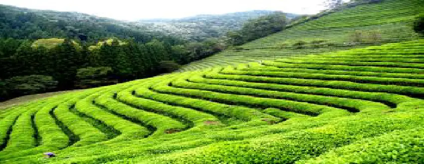 Ooty 3 Nights and 4 Days Tour Packages