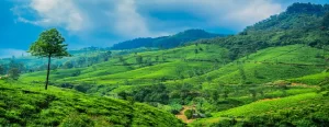 Sri Lanka Tour Package With Flight