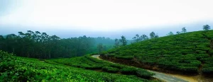 Thekkady Weekend Tour