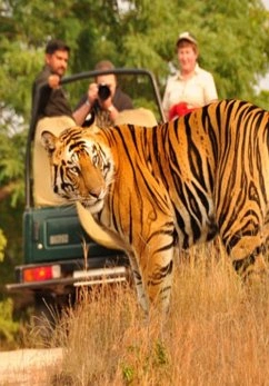 Jim Corbett Tour Packages