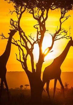 Kenya Tour Packages