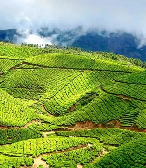 Munnar Tour Packages